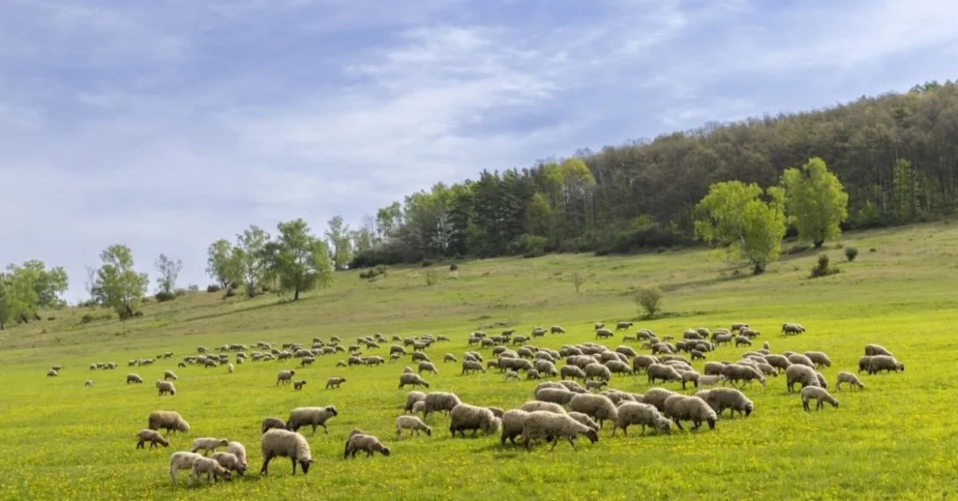 Αυτοκτονία κτηνοτρόφου στην Πιερία: «Δεν μπορούσε να συνέλθει από την μαζική θανάτωση των ζώων του»
